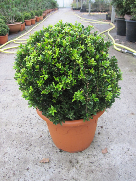 Berg-Ilex Twiggy Kegel und Kugel